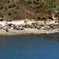 DSC 9908 DSC 9917 [PANO] - 2016-02-02 - Elephant Seal Overlook -1a.fw